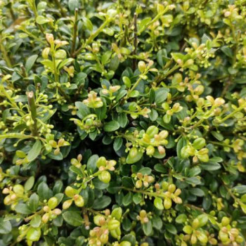 Ilex cren. 'Glory Gem' 0.60 m et + Cont. en boule 