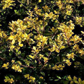 Ilex cren. 'Golden Gem' 0.20 à 0.30 m CT 