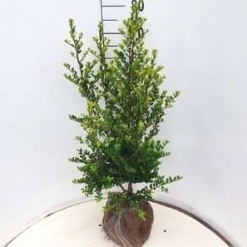 Ilex cren. 'Green Hedge' 0.30 à 0.40 m Cont. 