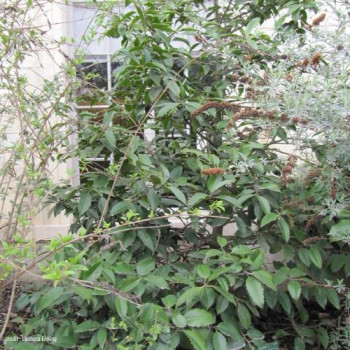 Ilex koehneana 'Chestnut Leaf' (i. castaneifolia) Tige 10/12 Cont. 