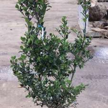 Ilex meserveae 'Blue Prince' 0.40 à 0.60 m Cont. 