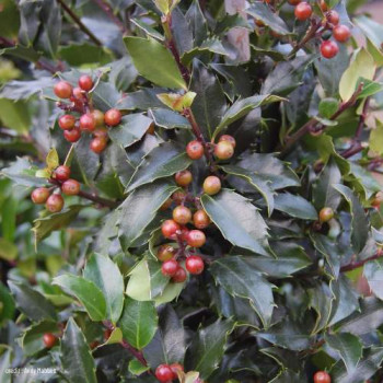 Ilex meserveae 'Blue Maid'® ('mesid'®) 0.40 à 0.60 m Cont. 