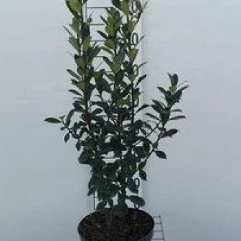 Ilex meserveae 'Heckenfee'® 0.40 à 0.60 m Cont. 