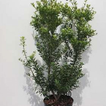 Ilex maximowicz. 'Kanehirae' ( mutchagara) 1 à 1.2 m Motte 