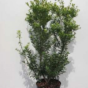 Ilex max. kanehirae 1.6 à 1.8 m CT 35 litres en cépée 