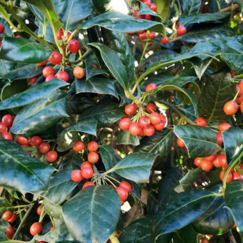 Ilex 'Nellie R. Stevens' 0.80 à 1 m CT 10 litres 