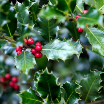Ilex aquifolium 0.30 à 0.40 m CT 1,5 litres 