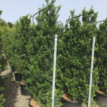 Ilex maximowicziana  CT 45 litres en espalier 