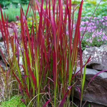 Imperata cyl. 'Red Baron'  CT 3 litres 