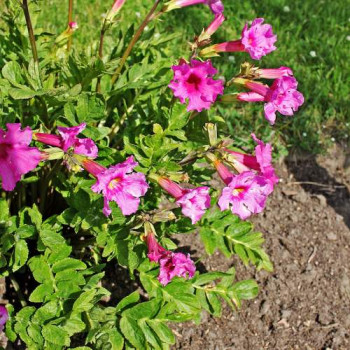 Incarvillea delavayi  Pot 9 