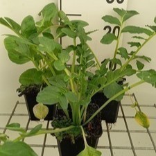Incarvillea del. 'Snowtop' ( 'alba')  Pot 9 