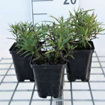 Inula ensifolia (= 'Compacta')  Pot 9 