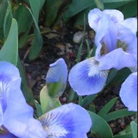 Iris (pum.) 'Blue denim'  Pot 9 