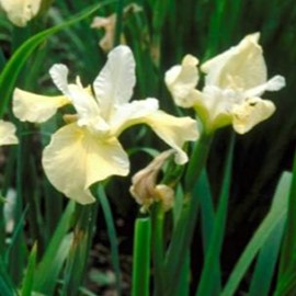 Iris sib. 'Butter And Sugar'  Pot 9 