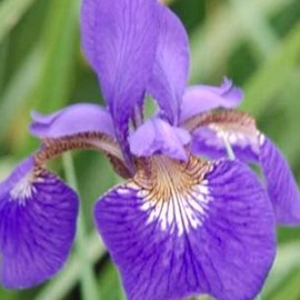 Iris sib. 'Blue King'  Pot 9 