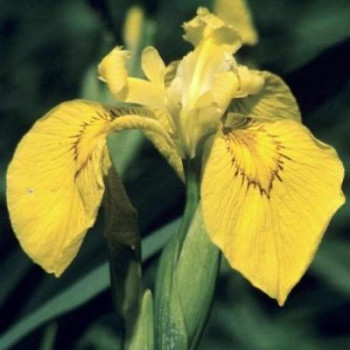 Iris pseudacorus  Mand ø18 