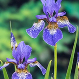 Iris sibirica  Pot 9 