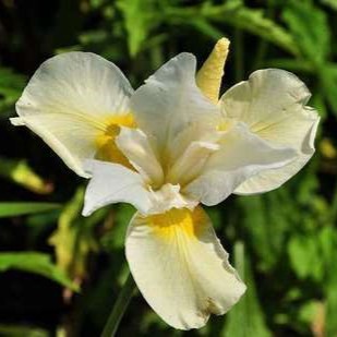Iris sib. 'Snow Queen'  Pot 9 