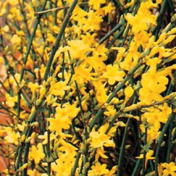 Jasminum nudiflorum 0.50 à 0.60 m Cont. 