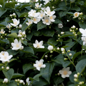 Jasminum officinale 0.50 à 0.60 m Cont. 