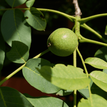 Juglans regia  Racine nue 