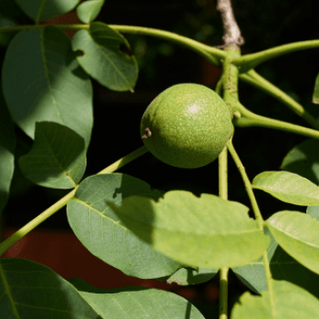 Juglans regia 3 à 3.5 m CT 285 litres en cépée 