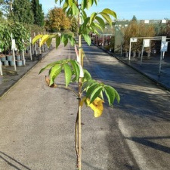 Juglans regia 'Buccaneer' BUISSON Cont. 