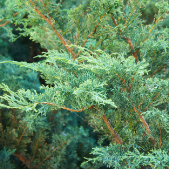 Juniperus chin. 'Blue Alps' 0.25 à 0.30 m Cont. 