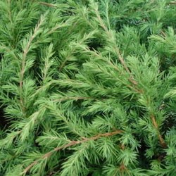 Juniperus conf. 'Blue Pacific' 0.50 à 0.60 m CT 10 litres 