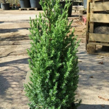 Juniperus chin. 'Stricta' 0.30 à 0.40 m Cont. 