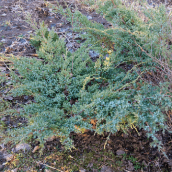 Juniperus hor. 'Andorra Compact' 0.25 à 0.30 m Cont. 