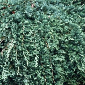 Juniperus hor. 'Wiltonii' (='blue_rug') 0.25 à 0.30 m Cont. 