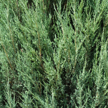 Juniperus scop. 'Blue Arrow' 0.40 à 0.50 m Cont. 