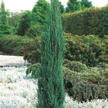 Juniperus scop. 'Skyrocket' 1.75 à 2 m CT 25 litres 