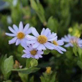 Kalimeris inc. 'Blue Star'  Pot 9 