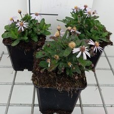Kalimeris inc. 'Nana Blue'  Pot 9 