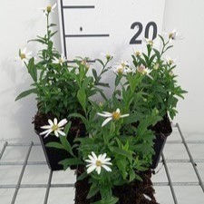 Kalimeris inc. 'Alba'  Pot 9 