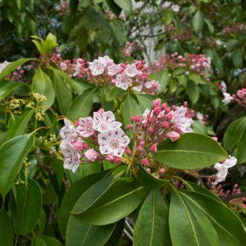 Kalmia latifolia 0.25 à 0.30 m Cont. 