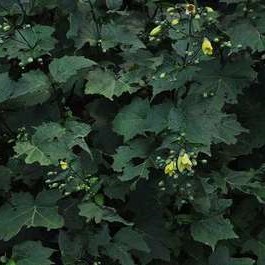 Kirengeshoma palmata  Pot 9 