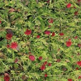 Knautia mac. 'Mars Midget'  Pot 9 