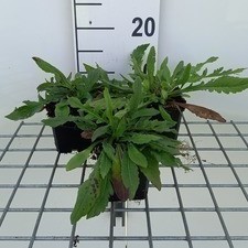 Knautia mac. 'Red Knight'  Pot 9 