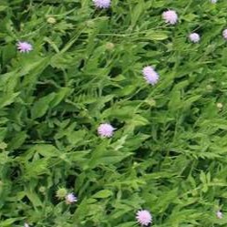 Knautia arvensis  Pot 9 