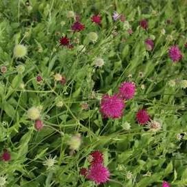 Knautia macedonica  Pot 9 