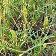 Kniphofia hybr. 'Lemon Popsicle'®  Pot 9 