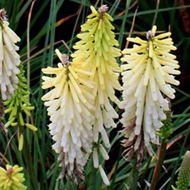 Kniphofia hybr. 'Little Maid'  Pot 9 