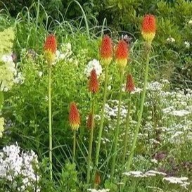 Kniphofia hybr. 'Royal Castle'  Pot 9 