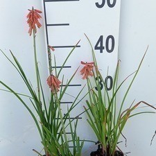 Kniphofia hybr. 'Vincent Lepage'  Pot 9 