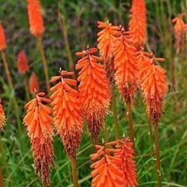 Kniphofia hybr. 'Alcazar'  Pot 9 
