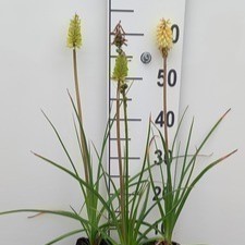 Kniphofia citrina  Pot 9 