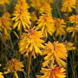 Kniphofia hybr. 'Banana Popsicle'  Pot 9 